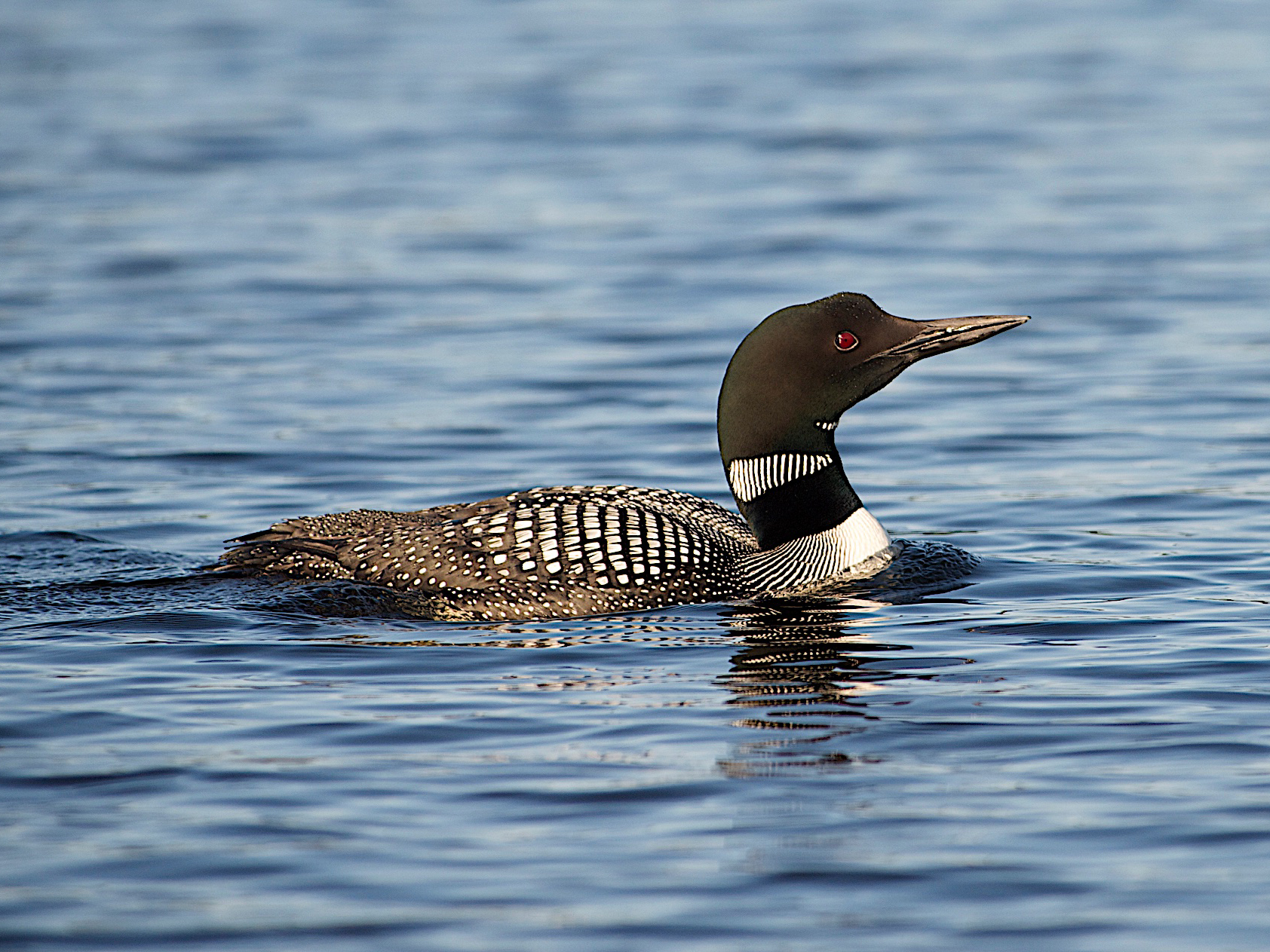 The common loon